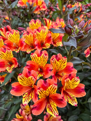 red and yellow flower
