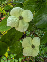 Dogwood tree in flowers 