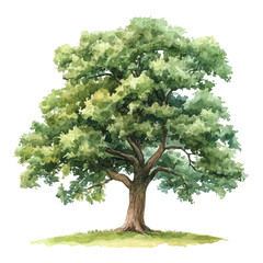 Oak Tree, watercolor clipart vector, high quality, isolated on a white background.