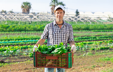 Portrait of successful horticulturist on farm plantation of leafy vegetables with freshly harvested...