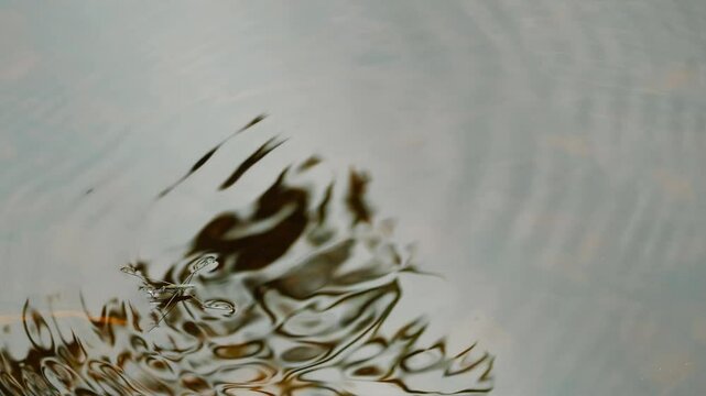 Water Strider Insect Creating Ripples on Still Water Surface, Macro Nature Shot; Pond Skater Gliding on Calm Water, Circular Ripples Spreading Gently Around It