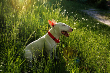 A white miniature bull terrier sits in the green grass in the glare of the evening sun. Dog profile...