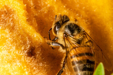 Macro photograph of bee eating mango