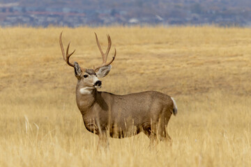 Majestic deer strolls through radiant golden fields in rural Japan under the warm afternoon sun