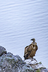 Majestic bird reflecting on tranquil waters at dusk in Japan's breathtaking landscape © rafa