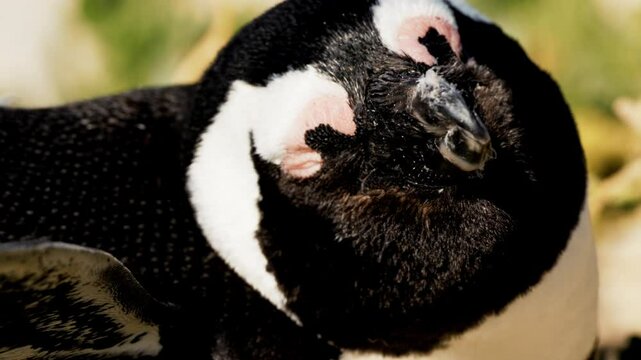 Closeup portrait penguin couple, Intimate moments of mating, bonding, nesting on coastal dunes. African penguin on beach in Simon's Town, South Africa, breeding season behavior, natural rituals.