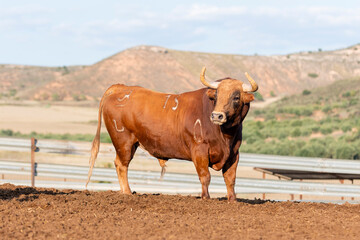 Beautiful brown cow stands majestically in a sunny pasture with green hills in the background