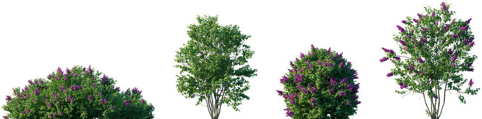 Obraz premium Set of Syringa vulgaris (the lilac or common lilac) frontal street png in sunny daylight on a transparent background perfectly cutout
