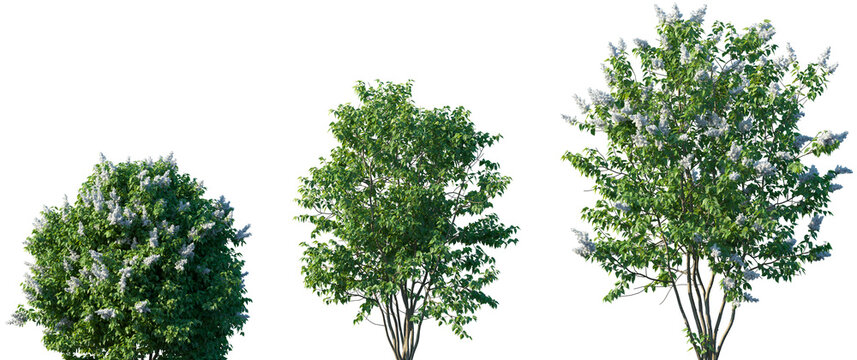 Set of Syringa vulgaris (the lilac or common lilac) frontal street png in sunny daylight on a transparent background perfectly cutout