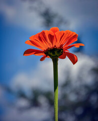 Bright orange zinnia against blue sky blooming in the garden.