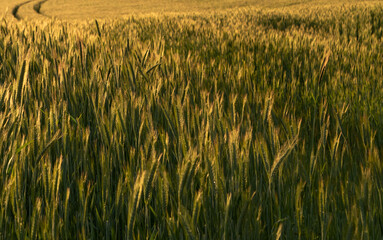 Close-up of grain field illuminated by golden hour light, capturing natural textures and calm...