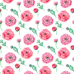 Ranunculus buttercup . Seamless floral pattern with pink flowers and Ranunculus buds. illustration isolated on a white background.