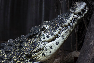 The Cuban Crocodile (Crocodylus rhombifer).
