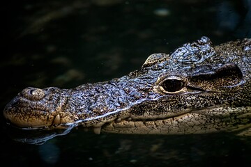 The Cuban Crocodile (Crocodylus rhombifer).