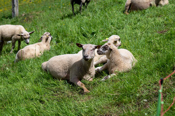 Animals
