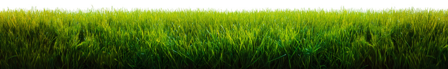 Green grass border, on a transparent background. The horizon of the green lawn. Green field frame, background