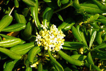 White flower of Pittosporum tobira bush on the Mediterranean region