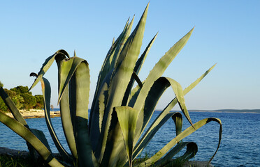 Big agave succulent near the sea in the Dalmatian coast in Croatia