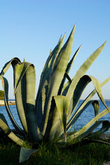 Agave cactus with big fleshy green leaves on the sea coast