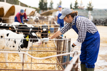 Confident male farmer taking care of calves at cow farm