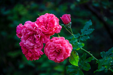 Bright luxurious pink roses blooming in the garden.