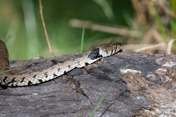 The grass snake (Natrix natrix), sometimes called the ringed snake or water snake