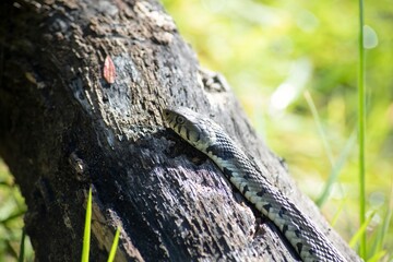 The grass snake (Natrix natrix), sometimes called the ringed snake or water snake