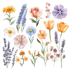 Watercolor spring wildflowers and garden flowers collection illustration