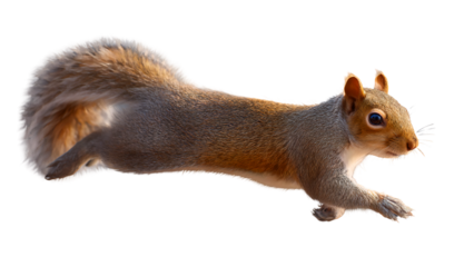 Eastern gray squirrel running isolated on transparent background, showcasing its agility and speed in a dynamic pose