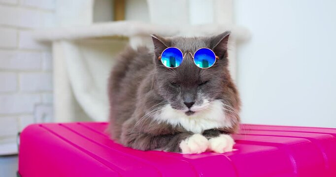 Stylish grey feline wearing trendy blue sunglasses lounging comfortably on bright pink luggage, embodying carefree vacation readiness with playful charm