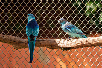 The broad-tailed parrot species Barnardius zonarius, is a bird native to Australia