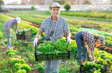 Girl works in farmers field and harvests leaves cos salad, cuts fresh and juicy loosehead lettuce...