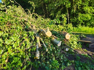 Close up residual waste of trees. A pile of cut oak branches. Close up of fallen branches after a storm. 