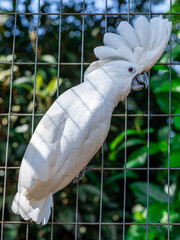 The white cockatoo (Cacatua alba), also known as the umbrella cockatoo, is a medium-sized all-white cockatoo endemic to tropical rainforest on islands of Indonesia © Murilo
