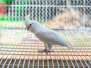 The Tanimbar corella (Cacatua goffiniana) also known as Goffin’s cockatoo or the blushing...