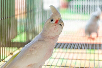 The Tanimbar corella (Cacatua goffiniana) also known as Goffin’s cockatoo or the blushing...