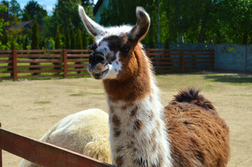 White llama portrait in farm enclosure showing curious expression and fluffy wool coat