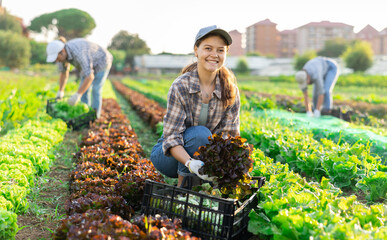Young female seasonal worker harvesting red lettuce cultivar at farm plantation on sunny day