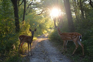 Fawns on a woodland trail at dawn in early fall