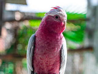 The galah (Eolophus roseicapilla), also known as the pink and grey, is one of the most common and...