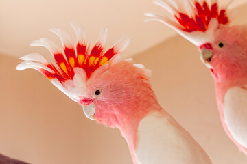 Major Mitchell's cockatoo (Lophochroa leadbeateri), also known as Leadbeater's cockatoo or the pink cockatoo