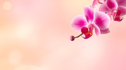 Fototapeta premium Purple pink rose orchid gold orange yellow peach abstract background. Color gradient ombre. Light soft pastel. Ethereal iridescent sun colorful fun.Spring, summer, Easter, March 8, Mother's Day.Design