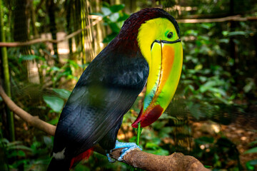 The vibrant toucan dazzles with its oversized, colorful beak and striking plumage. Native to...