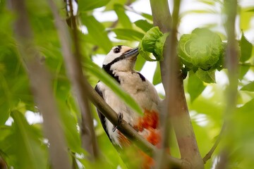 Great Spotted Woodpecker on Tree in Spring Foliage