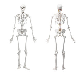 Artificial human skeleton model isolated on white, set. Front and back view