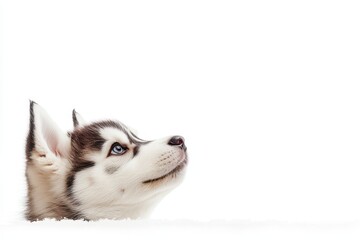 Husky pup gazes upward into blank space set against a white backdrop
