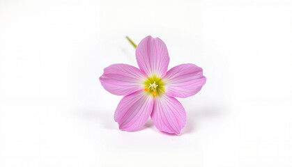 Fototapeta premium Bright pink flower with delicate petals on a white background 
