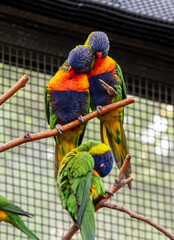 Birds in love