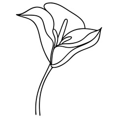 Lily petal silhouette, line art illustration