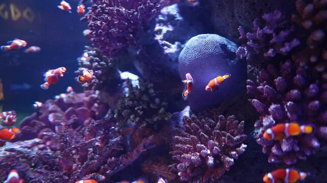 close up school of clownfish swimming with coral reef in the blue under water ocean fish tank aquarium